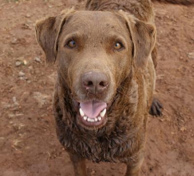 Dynamite 70lbs has 7 pups 4m3f Dynamite 70lbs has 7 pups 4m3f