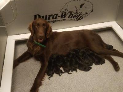 Maggie with her pups! Maggie with her pups!