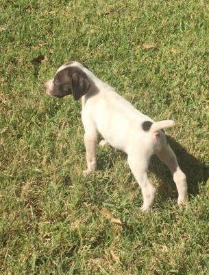 Kids call her Greta. She has been spending a lot of time in the house and is well socialized. Only reason she is available is because the family in Houston that bought two of the sisters will not have their house repaired in time to take them, wont last long at this price!! Normally $1295 Kids call her Greta. She has been spending a lot of time in the house and is well socialized. Only reason she is available is because the family in Houston that bought two of the sisters will not have their house repaired in time to take them, wont last long at this price!! Normally $1295