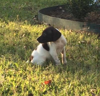 Kids call her Heidi and she like her sister Greta are both well socialized. Ready to go home now. Delivery available by our college son. Kids call her Heidi and she like her sister Greta are both well socialized. Ready to go home now. Delivery available by our college son.