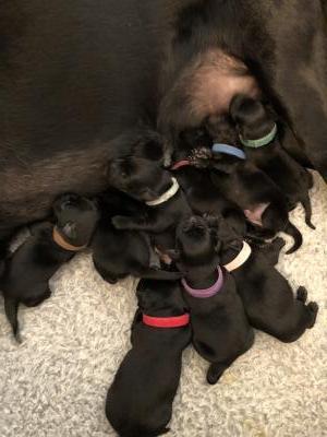 Yellow collar spoken for (Male)
Other 8 puppies (4 male/4 female) available
Photo taken 4 days after birth Yellow collar spoken for (Male)
Other 8 puppies (4 male/4 female) available
Photo taken 4 days after birth