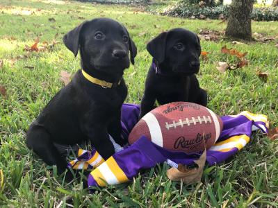 Male #7 (yellow collar) is the last remaining pup. Purple collar sold Male #7 (yellow collar) is the last remaining pup. Purple collar sold