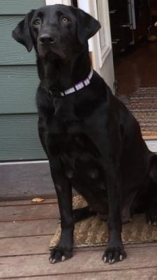 Roxie
Upland & Migratory Birds
Wonderful Family Companion Roxie
Upland & Migratory Birds
Wonderful Family Companion