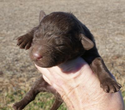 brown male brown male