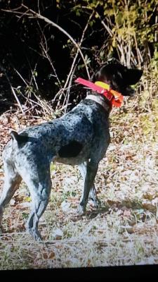 Max the sire will hunt anywhere there are birds. He is an aggressive hunter with a lot of drive. Max the sire will hunt anywhere there are birds. He is an aggressive hunter with a lot of drive.