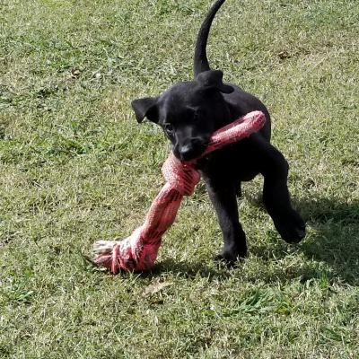 Male pup Male pup