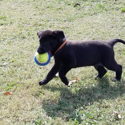Male pup Male pup
