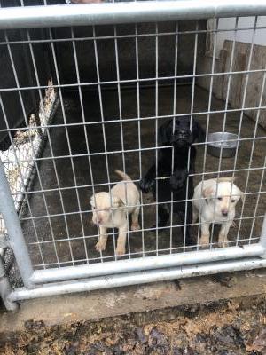 Recent photo of pups Recent photo of pups