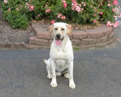 Sire: Troop Sire: Troop
