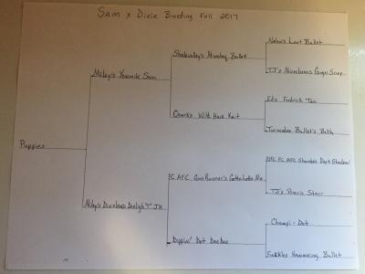 This will be the puppies pedigree. This will be the puppies pedigree.