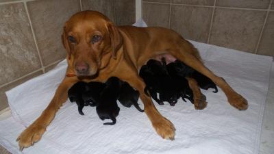 Ginger Snaps and pups Ginger Snaps and pups