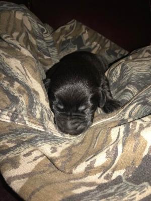 8 days old Troll theme pup
8 days old Troll theme pup