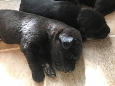 pups 9 days old pups 9 days old