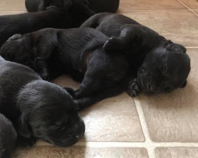 pups 9 days old pups 9 days old