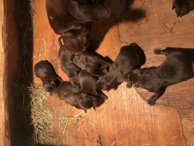 Pups born 11-18 Pups born 11-18