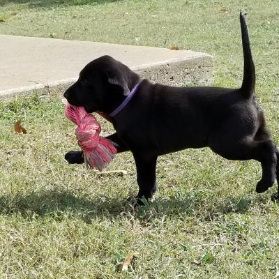 Male pup Male pup