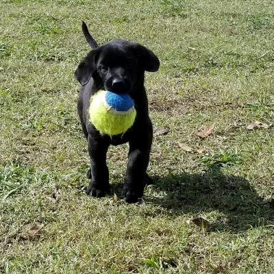 Male pup Male pup