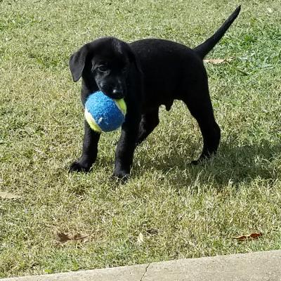 Male pup Male pup