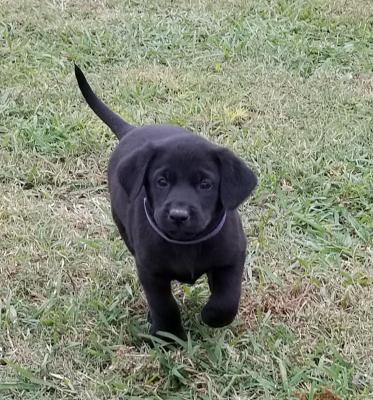 Male pup Male pup