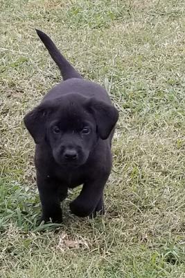 Male pup Male pup
