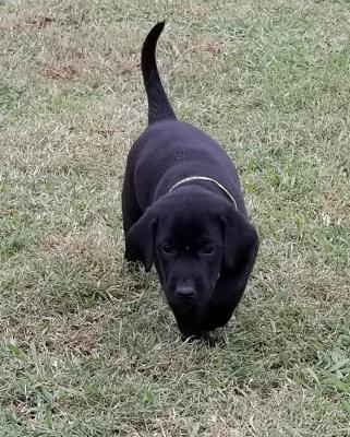 Male pup Male pup