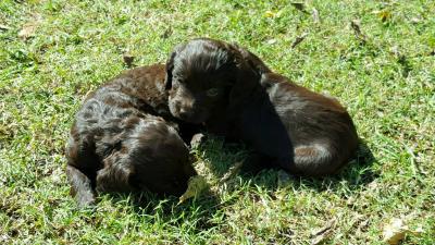 Puppies due to be whelped on December 28, 2017. Puppies due to be whelped on December 28, 2017.