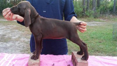 Female - Pink Female - Pink