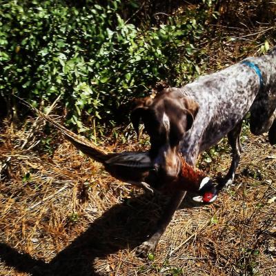 Kit with a pheasant Kit with a pheasant