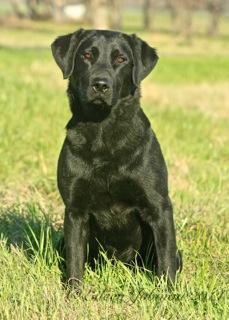 The Sire: Maverick The Sire: Maverick