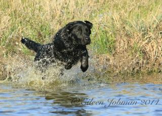 The litter Sire: Maverick The litter Sire: Maverick