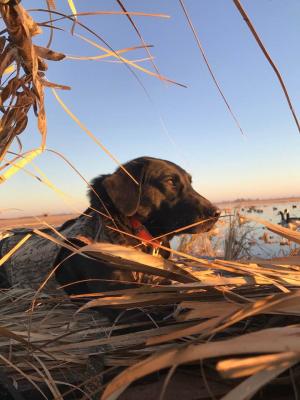 Brodie Thanksgiving day 2017 Brodie Thanksgiving day 2017
