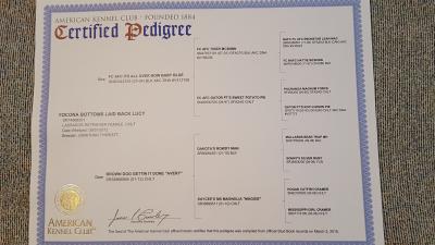 Lucy pedigree Lucy pedigree