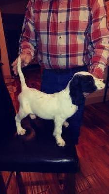 This is the last female left in the litter very sharp. This is the last female left in the litter very sharp.