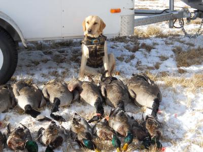 Jewell, great hunter. Bitch of this litter. Jewell, great hunter. Bitch of this litter.
