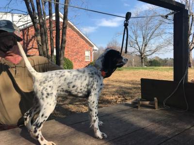 Bet is this pups name full of fire and ready to go to workwo years ago Bet is this pups name full of fire and ready to go to workwo years ago
