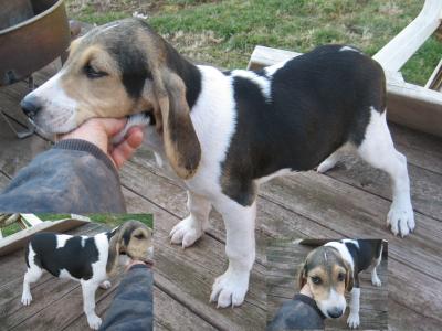 Male Pup #1 - Ali-Gator x Hercules. Outgoing and inquisitive. Ready to go. Great for Christmas! Male Pup #1 - Ali-Gator x Hercules. Outgoing and inquisitive. Ready to go. Great for Christmas!
