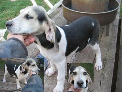 Male Pup # 2 - Ali-Gator x Hercules. this guy is a true cornmeal color. Hard and rare to find! Great personality. Male Pup # 2 - Ali-Gator x Hercules. this guy is a true cornmeal color. Hard and rare to find! Great personality.