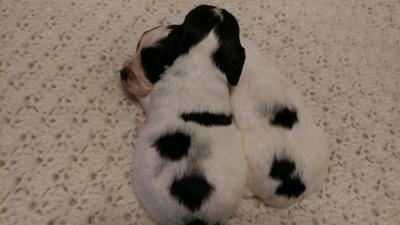 beautiful markings. beautiful markings.