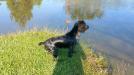 Sire of litter, he is blue roan. Loves the water Sire of litter, he is blue roan. Loves the water