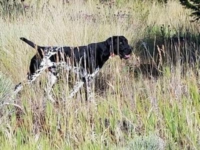 Sire of pups Pretty Prairie's Nip N' Tuk NAVHDA NA Prize 2 Excellent gun dog, loves to swim too. Sire of pups Pretty Prairie's Nip N' Tuk NAVHDA NA Prize 2 Excellent gun dog, loves to swim too.