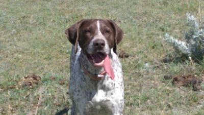 Lazy Heart's River JH, Dam of pups. Multiple Best of Breed wins and group placement. Excellent gun dog, strong point and retrieve. Lazy Heart's River JH, Dam of pups. Multiple Best of Breed wins and group placement. Excellent gun dog, strong point and retrieve.