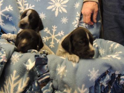 Male pups at 4 weeks old they are black and white Male pups at 4 weeks old they are black and white