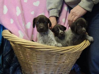 female pups at four weeks, they are liver and white female pups at four weeks, they are liver and white