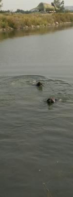 Water dogs River and Tuk Water dogs River and Tuk