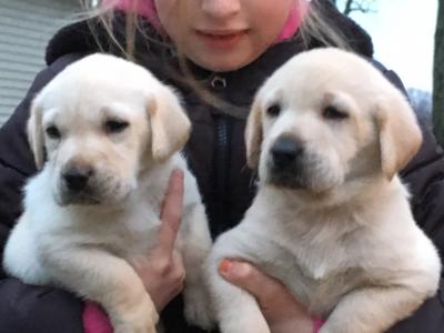 2 Males at almost 5 weeks. 2 Males at almost 5 weeks.