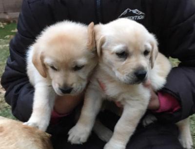 2 of the females at almost 5 weeks. 2 of the females at almost 5 weeks.