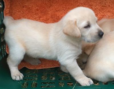 Female from current litter. Female from current litter.