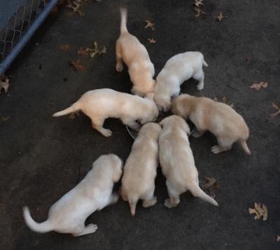 All 7 in current litter at almost 5 weeks. All 7 in current litter at almost 5 weeks.