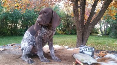 akc registered GSP male. whelped July 10, all shots, de-wormed, health certificate, tail docked, great pup. check out photos at facebook @ Lyndell Halteman akc registered GSP male. whelped July 10, all shots, de-wormed, health certificate, tail docked, great pup. check out photos at facebook @ Lyndell Halteman
