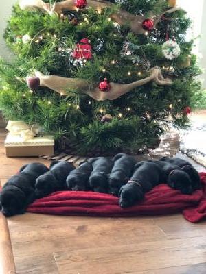 Worn out from the Christmas fun! Worn out from the Christmas fun!